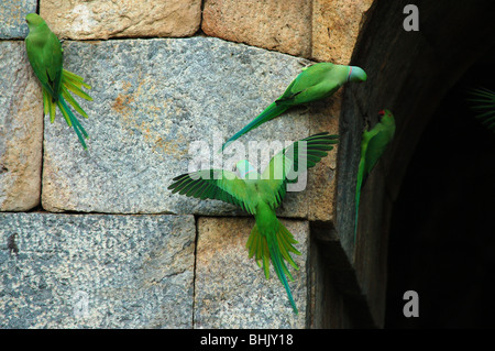 Indian Ringneck parrocchetto, [Psittacula krameri manillensis]. Foto Stock