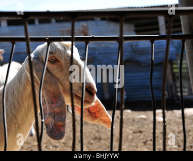 Il sole splende attraverso le orecchie di un long-eared capra su un produttore di formaggio di fattoria su Cipro Foto Stock