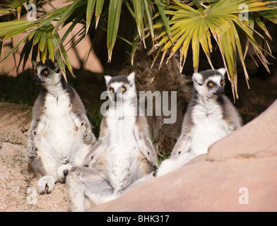 Tre Alert Madagascan Ring Tailed lemuri seduta di attenzione Foto Stock