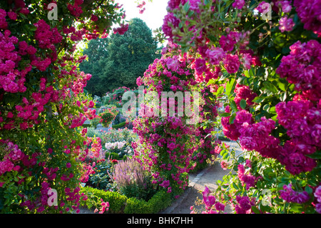 Rosengarten, il parco Planten un Blomen, Amburgo, Deutschland | giardino di rose, il parco Planten un Blomen, Amburgo, Germania Foto Stock