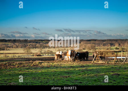 Alimentazione bestiame che si affaccia sulla valle di Kennett, Aldermaston, Berkshire, Regno Unito Foto Stock