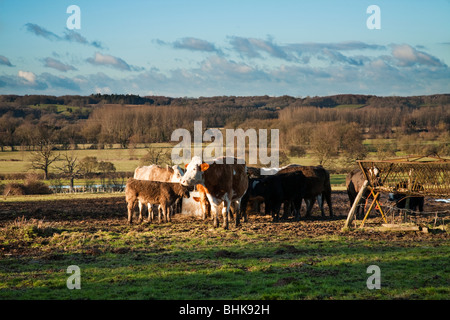 Alimentazione bestiame che si affaccia sulla valle di Kennett, Aldermaston, Berkshire, Regno Unito Foto Stock