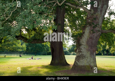 Vecchi alberi di quercia, Hirschpark (parco dei cervi) in Nienstedten, Amburgo, Germania Foto Stock