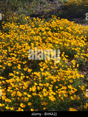 ARIZONA - Mexican Gold papaveri che fiorisce in un prato sotto Picacho picco picco Picacho parco dello stato. Foto Stock