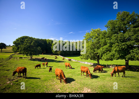 Una mandria di vacche Salers (Bos taurus domesticus) di pascolare su un prato (Cantal - Francia). Vaches Salers broutant dans un pré (cantal). Foto Stock