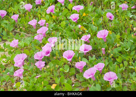 Ipomoea pes-caprae gloria di mattina spiaggia un fiore cresce su spiagge asiatiche Foto Stock