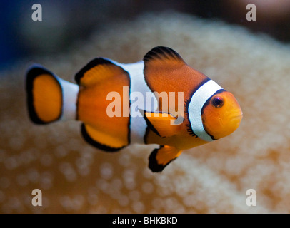 Clownfish (amphiprion ocellaris) Foto Stock