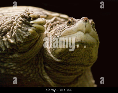 Snapping comune tartaruga (chelydra serpentina) Foto Stock