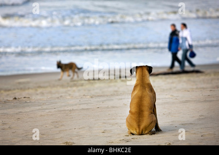 Boxer (Canis lupus familiaris) seduta nella sabbia a guardare gli altri cani e persone di passaggio sulla spiaggia Foto Stock