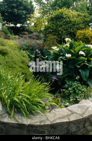 Arum bianchi gigli crescente accanto a pietra-refilato formale di stagno nel paese grande giardino Foto Stock