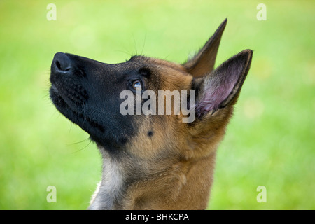 Pastore belga Malinois cane (Canis lupus familiaris) pup in giardino Foto Stock