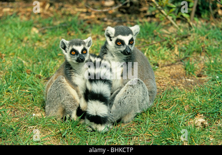 Anello-tailed lemuri (Lemur catta) in un zoo Foto Stock