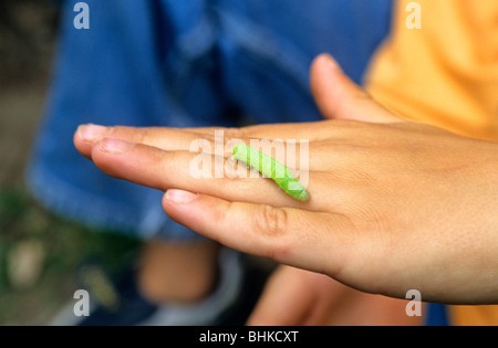 Caterpillar su un bambino la mano Foto Stock