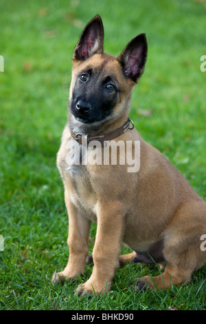 Pastore belga Malinois cane (Canis lupus familiaris) pup seduti in giardino Foto Stock