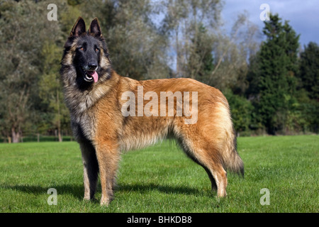 Pastore belga Tervuren / Tervueren (Canis lupus familiaris) in giardino Foto Stock