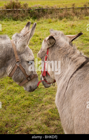 Due asini grigi in piedi vicino insieme in un paddock Foto Stock