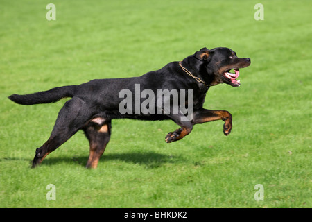 Rottweiler (Canis lupus familiaris) in esecuzione in giardino Foto Stock