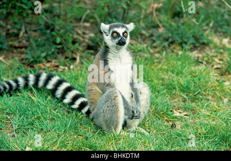 Anello-tailed Lemur (Lemur catta) in un zoo Foto Stock