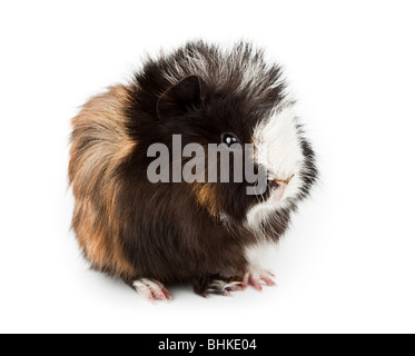 Abissino di cavia (cavia porcellus) su uno sfondo bianco. Esso è tagliato su sfondo bianco Foto Stock