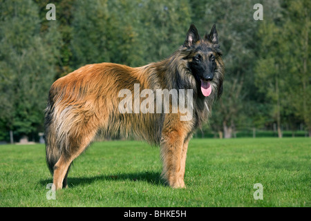 Pastore belga Tervuren / Tervueren (Canis lupus familiaris) in giardino Foto Stock