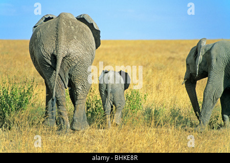 Gli elefanti con vitello, Serengeti National Park, Tanzania Africa Foto Stock