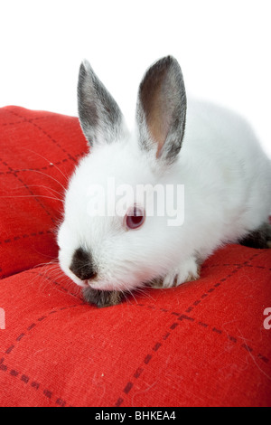 Bella coniglio bianco. Esso è tagliato su uno sfondo bianco. Foto Stock