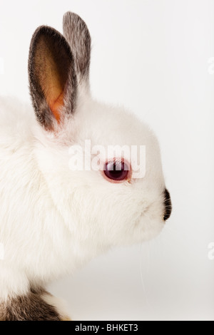 Bella coniglio bianco. Esso è tagliato su uno sfondo bianco. Foto Stock