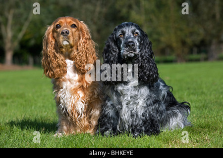 Due Cocker inglese épagneuls (Canis lupus familiaris) seduti in giardino Foto Stock