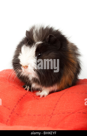 La cavia si siede su un cuscino rosso. Esso è tagliato su sfondo bianco Foto Stock