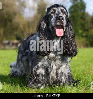 English Cocker Spaniel (Canis lupus familiaris) in giardino Foto Stock