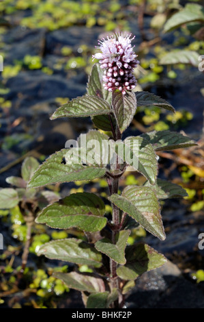 Acqua di menta, Mentha aquatica Foto Stock