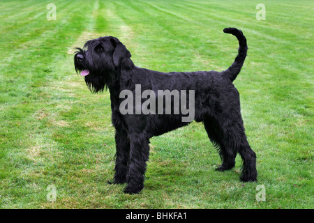 Schnauzer gigante (Canis lupus familiaris) sul prato Foto Stock