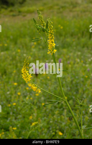 Tall Melilot, melilotus altissimus Foto Stock