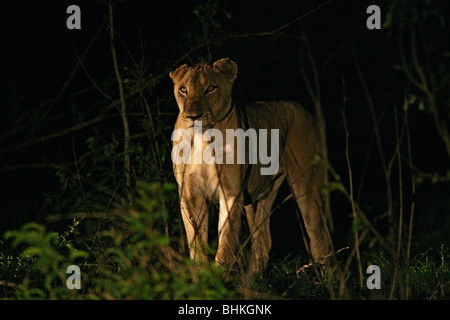 Selvatica leonessa femmina nel Sud Africana di bush o di Bushveld di notte. Foto Stock