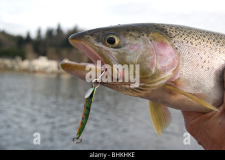 Tagliagole pesca alla trota di lago Sammamish, Washington, nei pressi di Seattle. Foto Stock