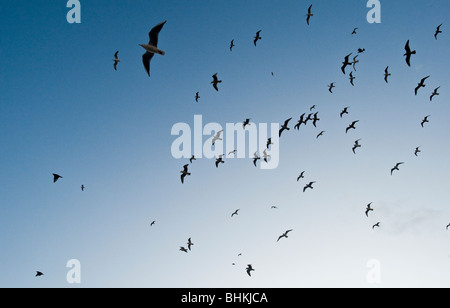 A Flock of Seagulls contro un cielo blu. Foto di Matt Kirwan Foto Stock