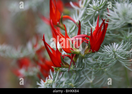 La fiamma rosso dei fiori di Lotus berthelotii. Rare o estinte nella selvaggia ma molto coltivata.Bramwell immagine di raccolta. Foto Stock