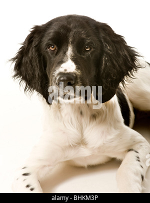 Nero e bianco grande Munsterlander cucciolo giacente su sfondo bianco rivolto in avanti Foto Stock