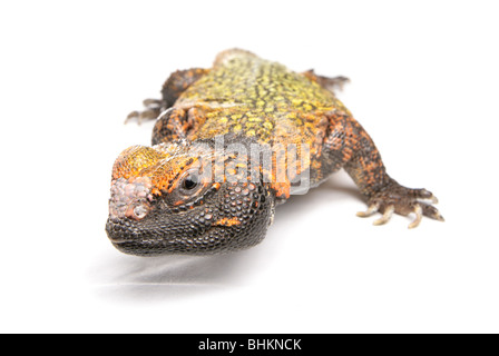 Dabb Lizard Uromastyx ritratto singolo adulto maschio Studio, Captive, REGNO UNITO Foto Stock