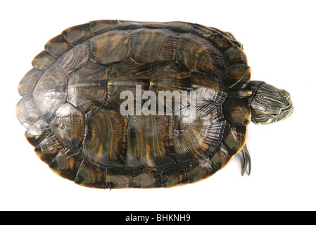 Rosso-eared slider Trachemys scripta elegans Ritratto di unica femmina adulta da sopra Studio, Captive, REGNO UNITO Foto Stock