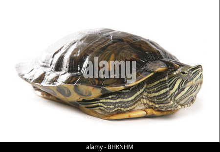 Rosso-eared slider Trachemys scripta elegans Ritratto di unica femmina adulta Studio, Captive, REGNO UNITO Foto Stock