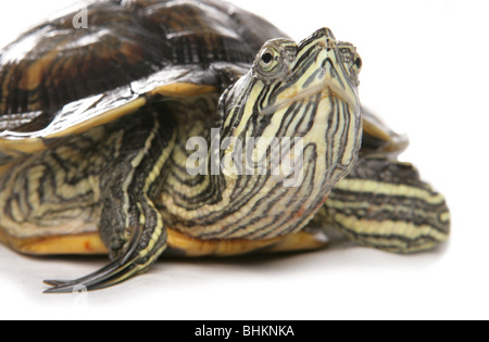 Rosso-eared slider Trachemys scripta elegans Ritratto di unica femmina adulta Studio, Captive, REGNO UNITO Foto Stock