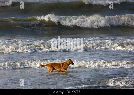 Pastore belga Malinois cane (Canis lupus familiaris) in acqua di mare, Belgio Foto Stock