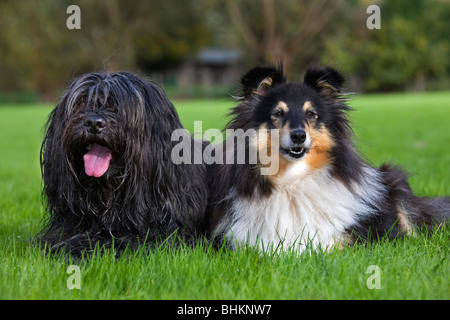 Schapendoes / Olandese Sheepdog e Shetland Sheepdog / collie (Canis lupus familiaris) in giardino Foto Stock