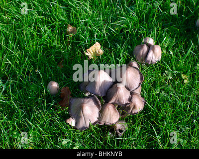 Funghi spontanei in campagna Foto Stock