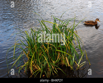 Inghilterra midlands worcestershire valle del fiume freccia redditch Foto Stock