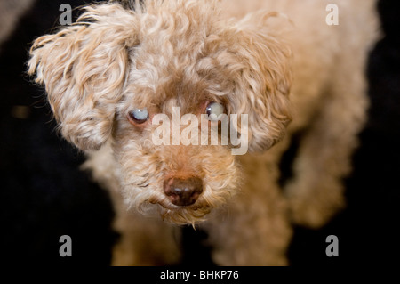Un cane di colore beige con la cataratta. Foto Stock