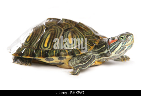 Rosso-eared slider Trachemys scripta elegans Ritratto di giovane singolo Studio femmina, Captive, REGNO UNITO Foto Stock