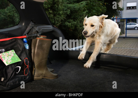 Golden Retriever (Canis lupus familiaris) salti nel bagagliaio della vettura Foto Stock