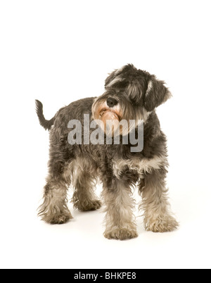 Sale e pepe colorato Miniature Schnauzer cane in piedi su sfondo bianco coda mostra Foto Stock